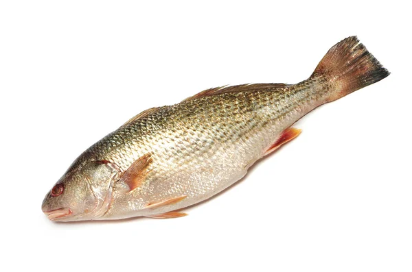 Peixe cru fresco isolado sobre fundo branco — Fotografia de Stock