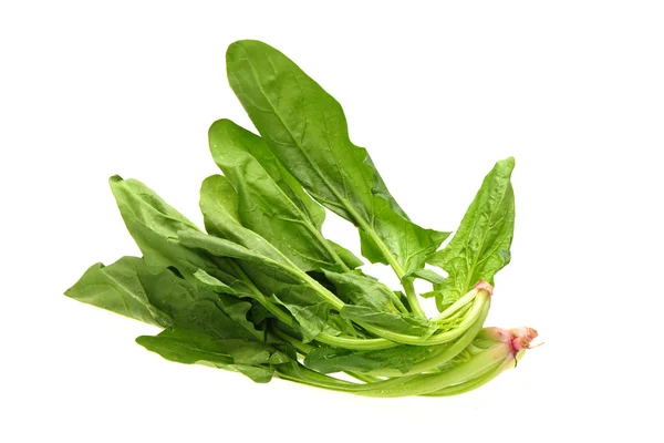 Spinach on white background — Stock Photo, Image