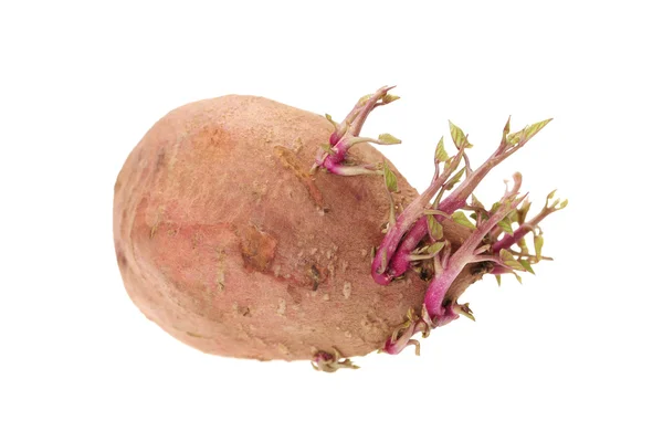 Germinated pink potato isolated on white background — Stock Photo, Image