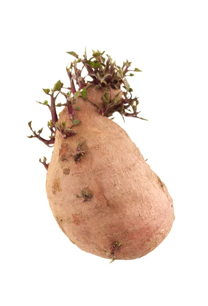 Germinated pink potato isolated on white background — Stock Photo, Image