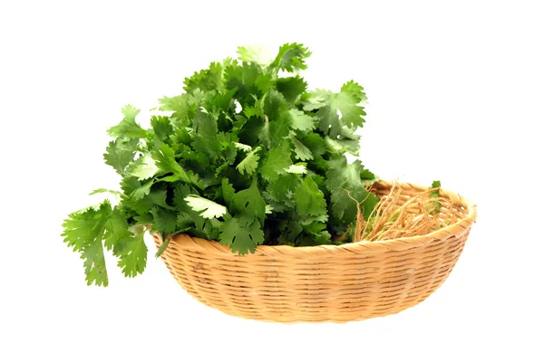 Parsley on White Background — Stock Photo, Image