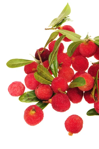 Arbutus su sfondo bianco — Foto Stock