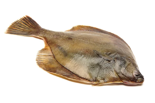 Piggvar fisk — Stockfoto