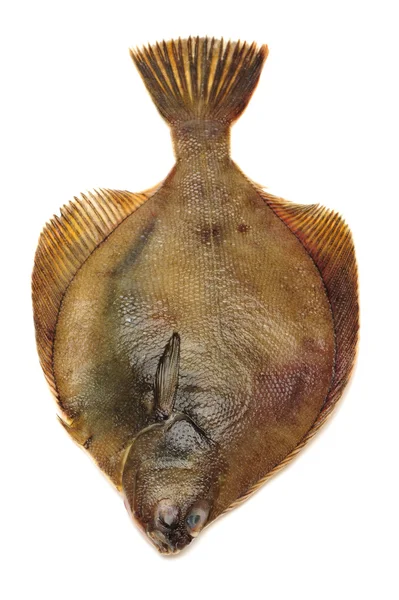 Poisson turbot — Photo