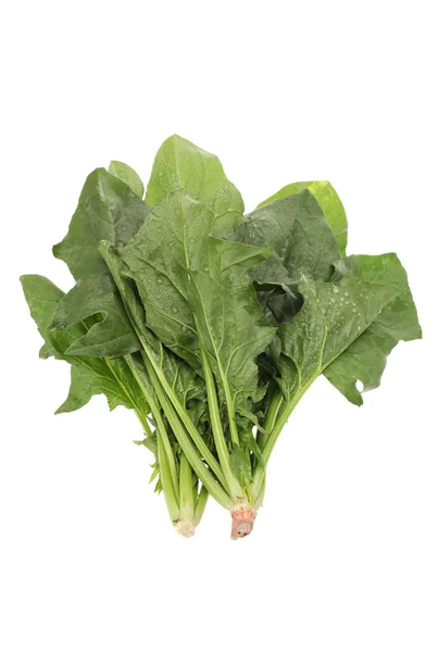 Spinach — Stock Photo, Image