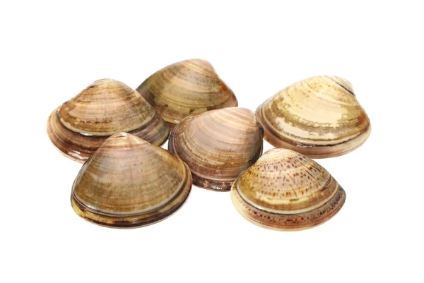 Clams on white background — Stock Photo, Image