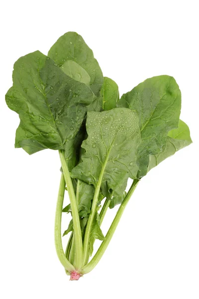 Spinach — Stock Photo, Image