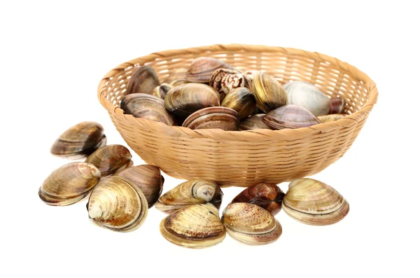 Vongole — Foto Stock