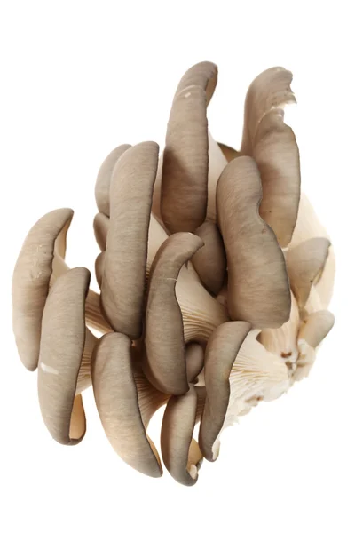 흰 배경에 있는 진주 버섯 — 스톡 사진