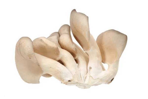 Oyster mushroom on white background — Stock Photo, Image