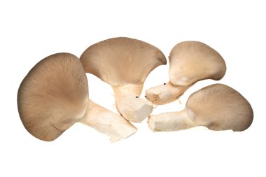 Beyaz arka planda istiridye mantarı
