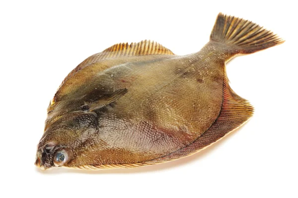 Turbot fish — Stock Photo, Image