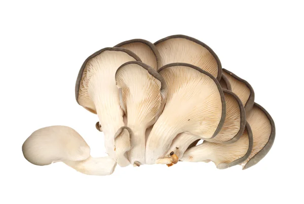 Oyster mushroom on white background — Stock Photo, Image