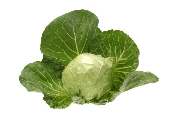 Green cabbage isolated on white background — Stock Photo, Image