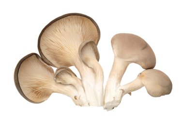 Beyaz arka planda istiridye mantarı