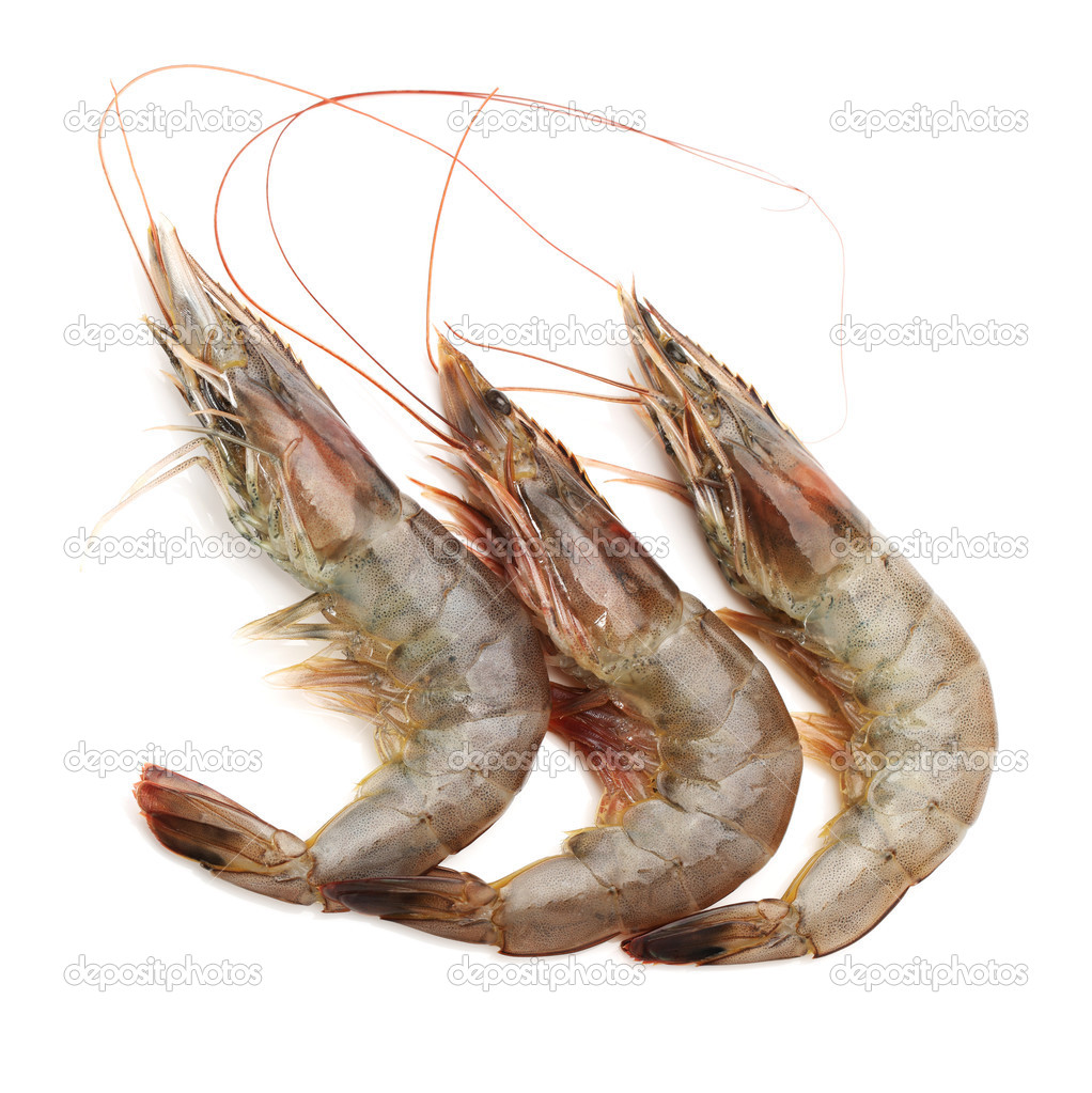 Shrimps