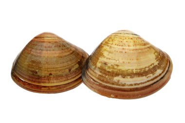 beyaz zemin üzerinde istiridye