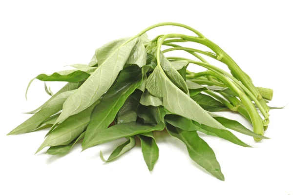 Water spinach isolated on white background — Stock Photo, Image