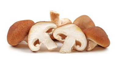 shiitake mantar beyaz zemin üzerine