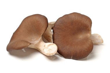 shiitake mantar