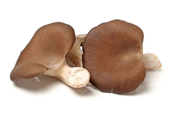 Cogumelo shiitake — Fotografia de Stock