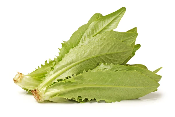 Lactuca sativa L su fondo bianco — Foto Stock