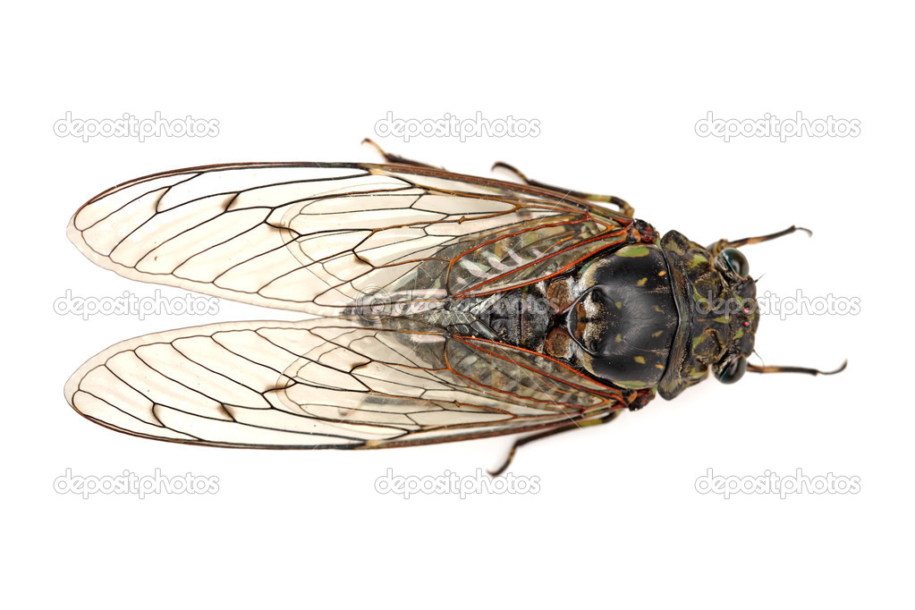 Cicada insect isolated on white background.