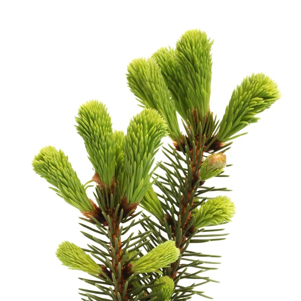 çam dalı beyaz arkaplanda izole edildi