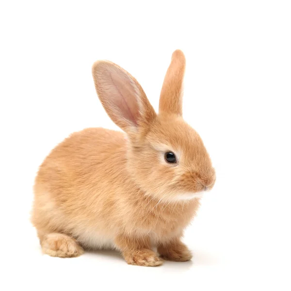 Oranje konijn — Stockfoto