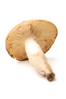 shiitake mantar