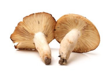shiitake mantar