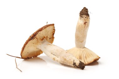 shiitake mantar
