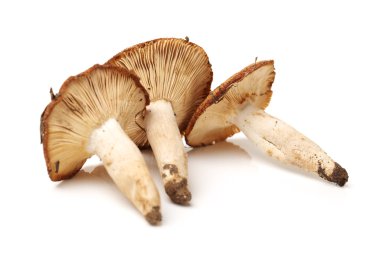 shiitake mantar