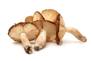 shiitake mantar