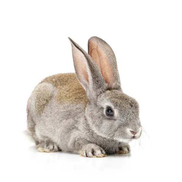Šedý králík — Stock fotografie