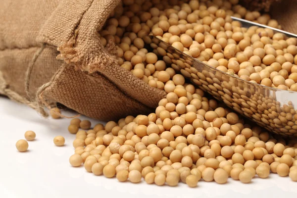 Soja dorada aislada sobre fondo blanco — Foto de Stock