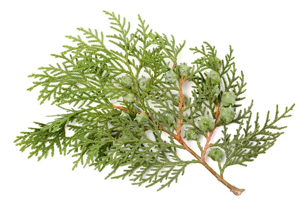 Bladeren van de pijnboom of Oosterse arborvitae — Stockfoto