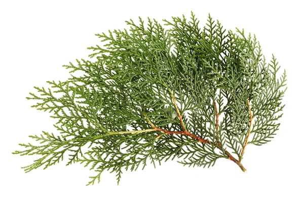 Bladeren van de pijnboom of Oosterse arborvitae — Stockfoto