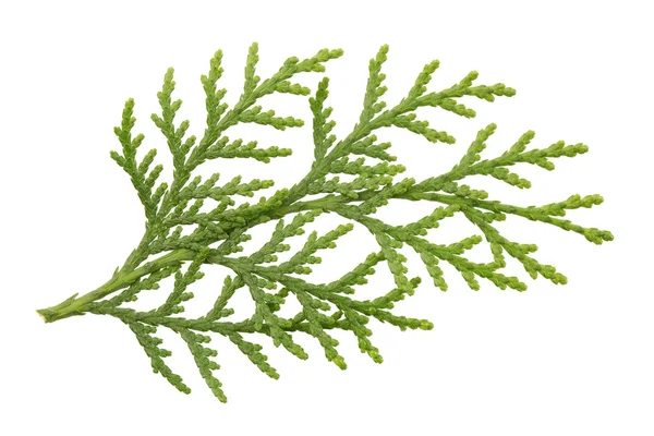 Bladeren van de pijnboom of Oosterse arborvitae — Stockfoto