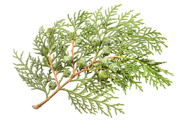 Leaves of pine tree or Oriental Arborvitae — Stock Photo, Image