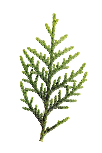 Φύλλα του πεύκου ή ανατολίτικα arborvitae — Φωτογραφία Αρχείου