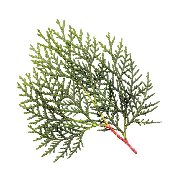 Φύλλα του πεύκου ή ανατολίτικα arborvitae — Φωτογραφία Αρχείου