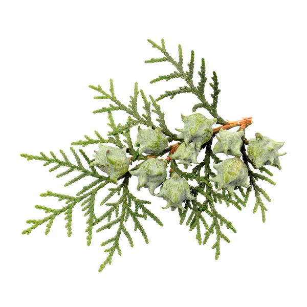 Bladeren van de pijnboom of Oosterse arborvitae — Stockfoto