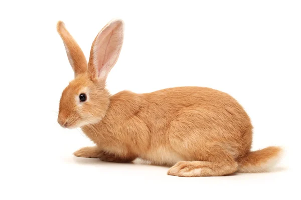 オレンジ色のウサギ — ストック写真