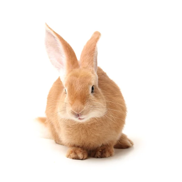 Pomarańczowy królik — Zdjęcie stockowe