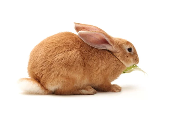 Oranje konijn — Stockfoto