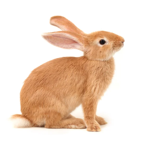 Orange rabbit — Stock Photo, Image