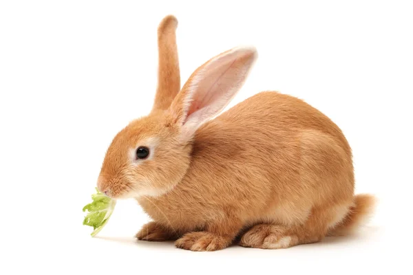 Turuncu tavşan — Stok fotoğraf