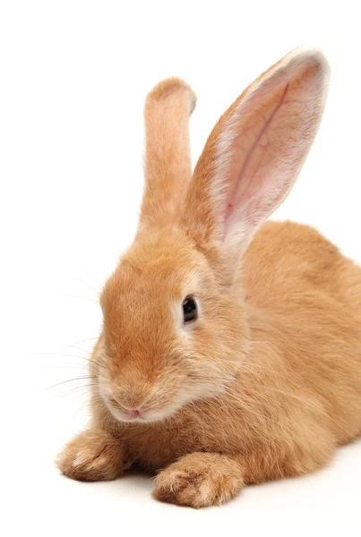 Помаранчевий кролик — стокове фото