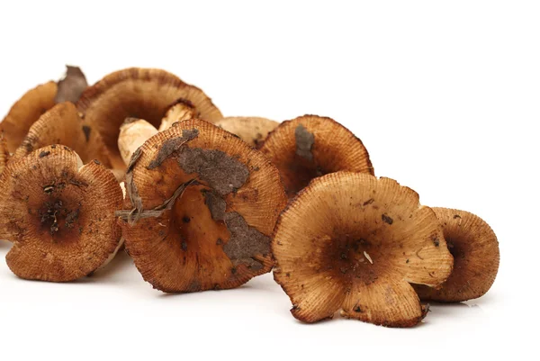 Shiitake svamp — Stockfoto